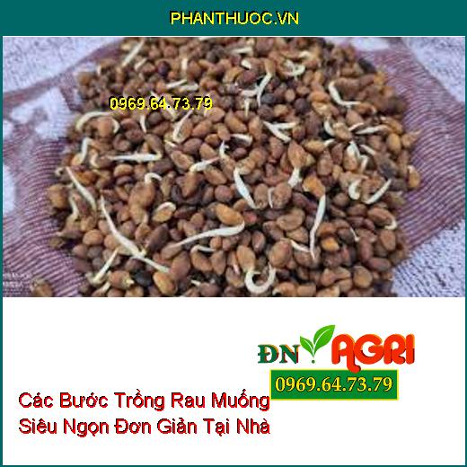 Các Bước Trồng Rau Muống Siêu Ngọn Đơn Giản Tại Nhà  