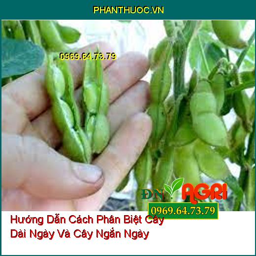 Hướng Dẫn Cách Phân Biệt Cây Dài Ngày Và Cây Ngắn Ngày 