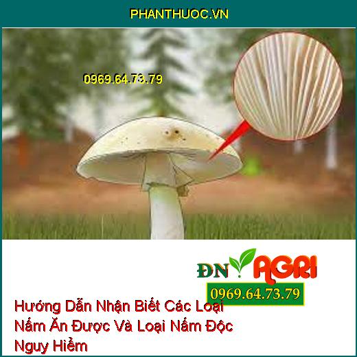 Hướng Dẫn Nhận Biết Các Loại Nấm Ăn Được Và Loại Nấm Độc Nguy Hiểm