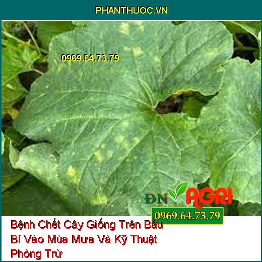 Bệnh Chết Cây Giống Trên Bầu Bí Vào Mùa Mưa Và Kỹ Thuật Phòng Trừ