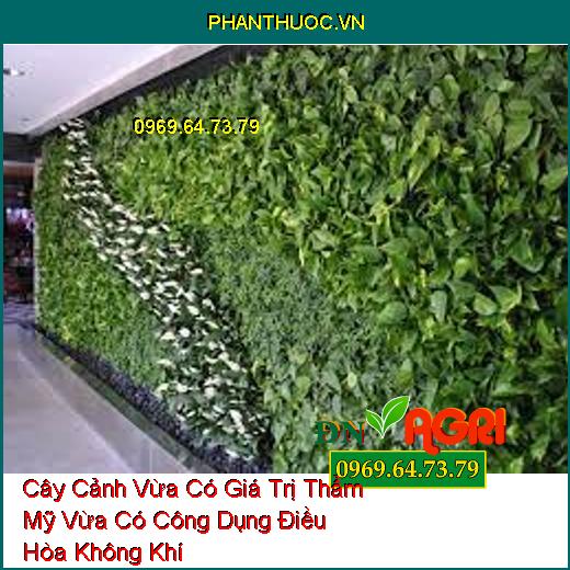 Cây Cảnh Vừa Có Giá Trị Thẩm Mỹ Vừa Có Công Dụng Điều Hòa Không Khí