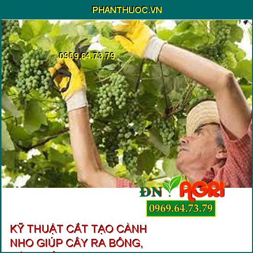 KỸ THUẬT CẮT TẠO CÀNH NHO GIÚP CÂY RA BÔNG, ĐẬU TRÁI