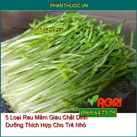 5 Loại Rau Mầm Giàu Chất Dinh Dưỡng Thích Hợp Cho Trẻ Nhỏ