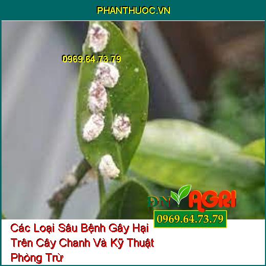 Các Loại Sâu Bệnh Gây Hại Trên Cây Chanh Và Kỹ Thuật Phòng Trừ