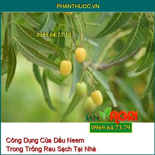 Công Dụng Của Dầu Neem Trong Trồng Rau Sạch Tại Nhà