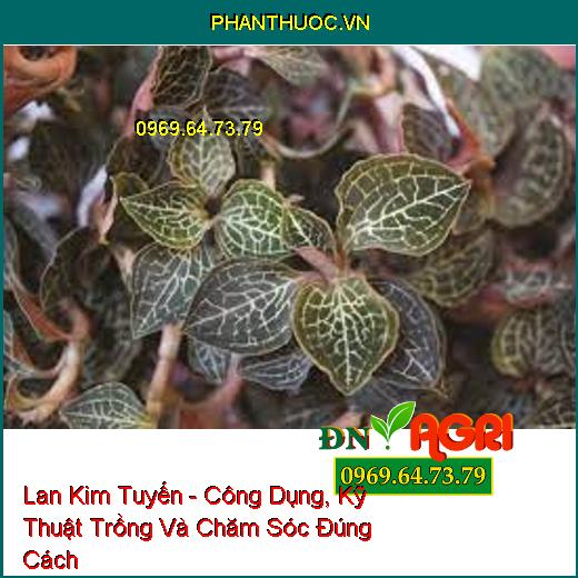 Lan Kim Tuyến - Công Dụng, Kỹ Thuật Trồng Và Chăm Sóc Đúng Cách