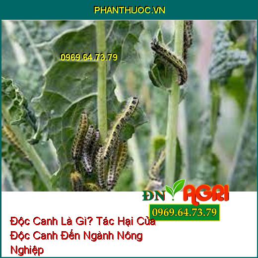 Độc Canh Là Gì? Tác Hại Của Độc Canh Đến Ngành Nông Nghiệp