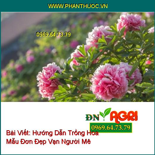 Hướng Dẫn Trồng Hoa Mẫu Đơn Đẹp Vạn Người Mê