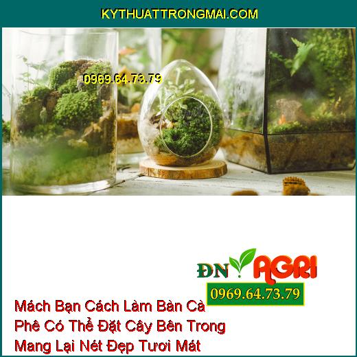 Mách Bạn Cách Làm Bàn Cà Phê Có Thể Đặt Cây Bên Trong Mang Lại Nét Đẹp Tươi Mát 