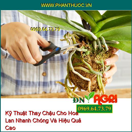 Kỹ Thuật Thay Chậu Cho Hoa Lan Nhanh Chóng Và Hiệu Quả Cao