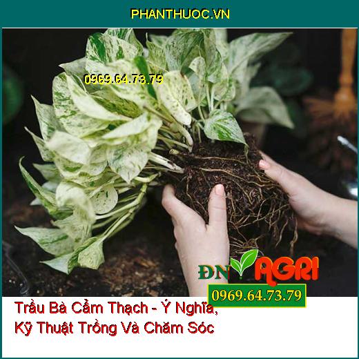 Trầu Bà Cẩm Thạch - Ý Nghĩa, Kỹ Thuật Trồng Và Chăm Sóc 