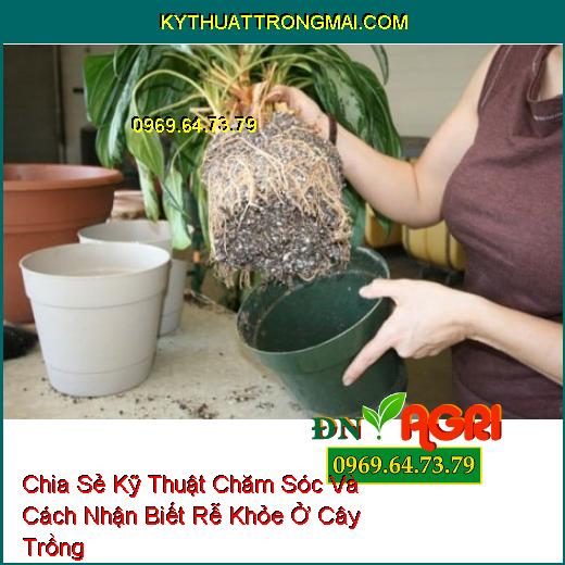 Chia Sẻ Kỹ Thuật Chăm Sóc Và Cách Nhận Biết Rễ Khỏe Ở Cây Trồng Giúp Mang Tới Hiệu Quả Cao