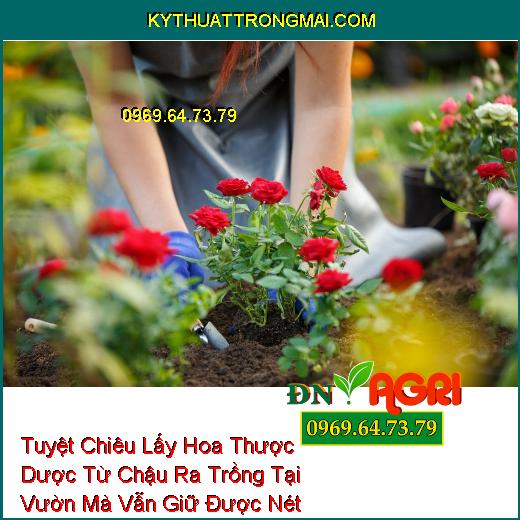 Tuyệt Chiêu Lấy Hoa Thược Dược Từ Chậu Ra Trồng Tại Vườn Mà Vẫn Giữ Được Nét Đẹp Rạng Rỡ