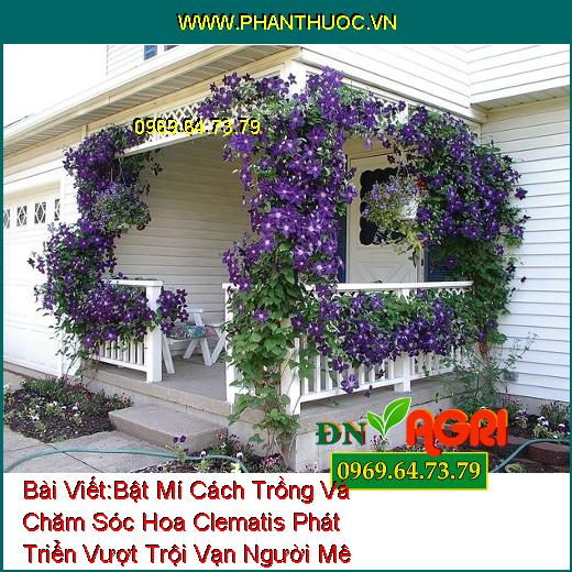 Bật Mí Cách Trồng Và Chăm Sóc Hoa Clematis Phát Triển Vượt Trội Vạn Người Mê