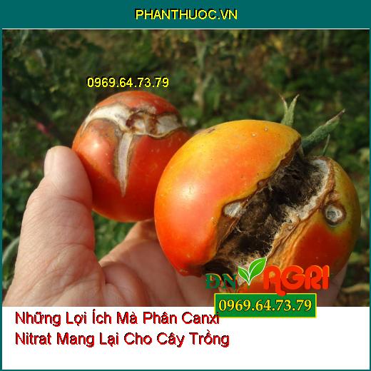 Những Lợi Ích Mà Phân Canxi Nitrat Mang Lại Cho Cây Trồng