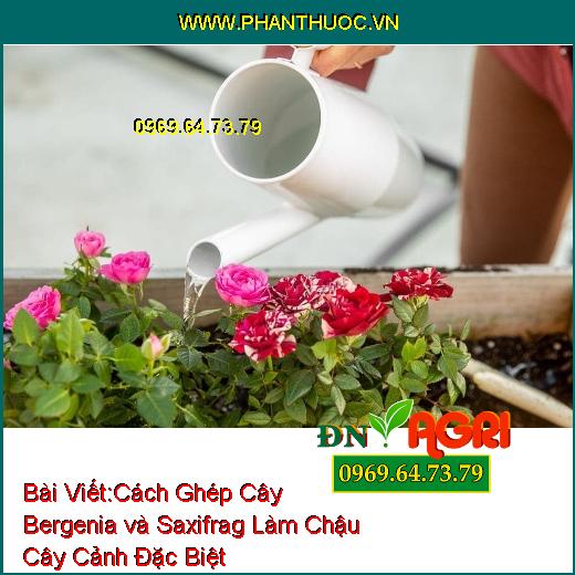 Cách Ghép Cây Bergenia và Saxifrag Làm Chậu Cây Cảnh Đặc Biệt