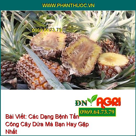 Các Dạng Bệnh Tấn Công Cây Dứa Mà Bạn Hay Gặp Nhất