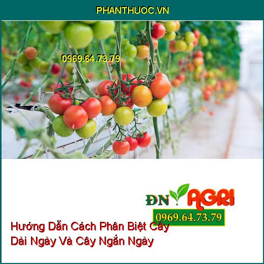 Hướng Dẫn Cách Phân Biệt Cây Dài Ngày Và Cây Ngắn Ngày 