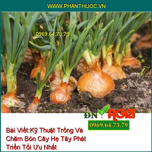 Kỹ Thuật Trồng Và Chăm Bón Cây Hẹ Tây Phát Triển Tối Ưu Nhất