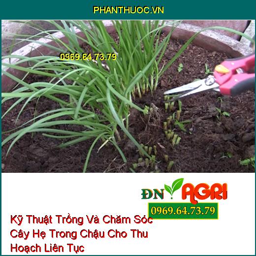 Kỹ Thuật Trồng Và Chăm Sóc Cây Hẹ Trong Chậu Cho Thu Hoạch Liên Tục