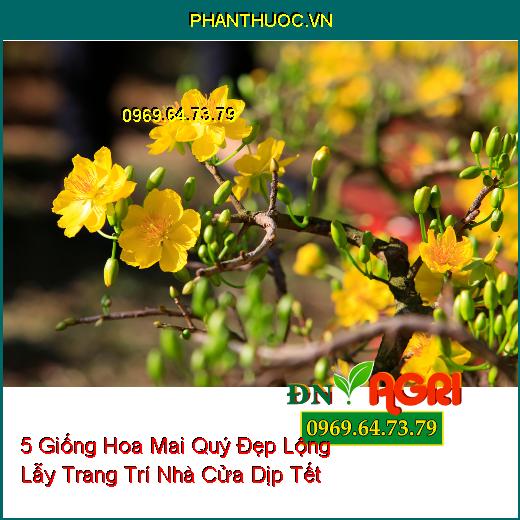 5 Giống Hoa Mai Quý Đẹp Lộng Lẫy Trang Trí Nhà Cửa Dịp Tết