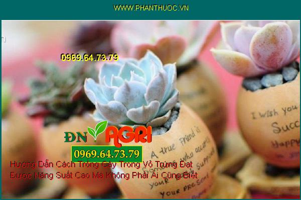 Hướng Dẫn Cách Trồng Cây Trong Vỏ Trứng Đạt Được Năng Suất Cao Mà Không Phải Ai Cũng Biết