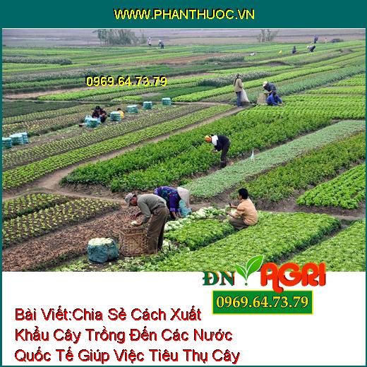 Chia Sẻ Cách Xuất Khẩu Cây Trồng Đến Các Nước Quốc Tế Giúp Việc Tiêu Thụ Cây Trong Vườn Diễn Ra Thuận Lợi