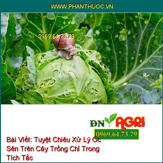 Tuyệt Chiêu Xử Lý Ốc Sên Trên Cây Trồng Chỉ Trong Tích Tắc