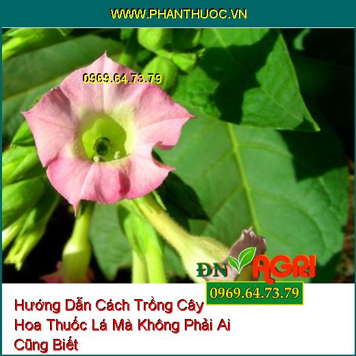 Hướng Dẫn Cách Trồng Cây Hoa Thuốc Lá Mà Không Phải Ai Cũng Biết