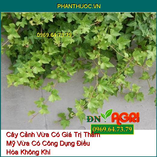 Cây Cảnh Vừa Có Giá Trị Thẩm Mỹ Vừa Có Công Dụng Điều Hòa Không Khí