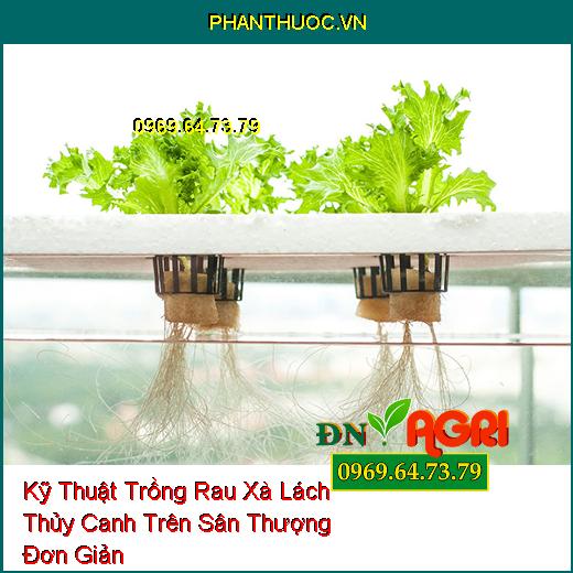 Kỹ Thuật Trồng Rau Xà Lách Thủy Canh Trên Sân Thượng Đơn Giản