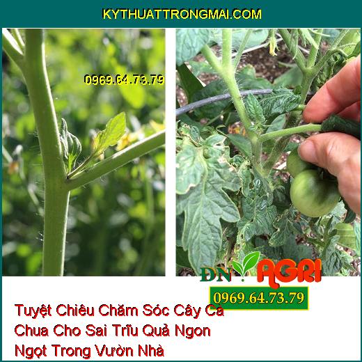 Tuyệt Chiêu Chăm Sóc Cây Cà Chua Cho Sai Trĩu Quả Ngon Ngọt Trong Vườn Nhà