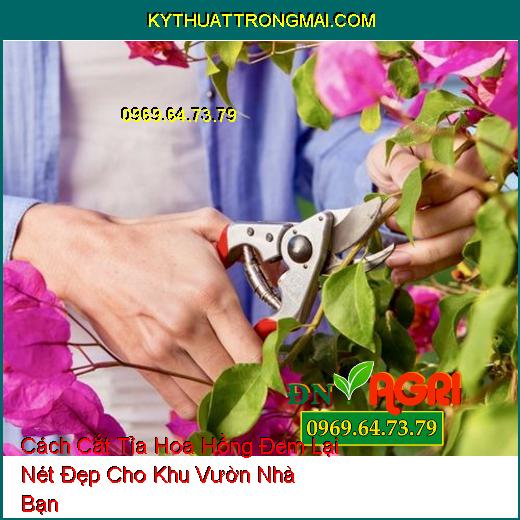 Cách Cắt Tỉa Hoa Hồng Đem Lại Nét Đẹp Cho Khu Vườn Nhà Bạn 