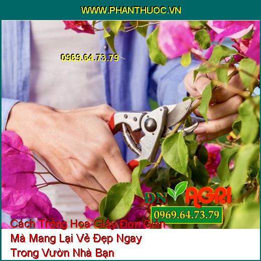 Cách Trồng Hoa Giấy Đơn Giản Mà Mang Lại Vẻ Đẹp Ngay Trong Vườn Nhà Bạn