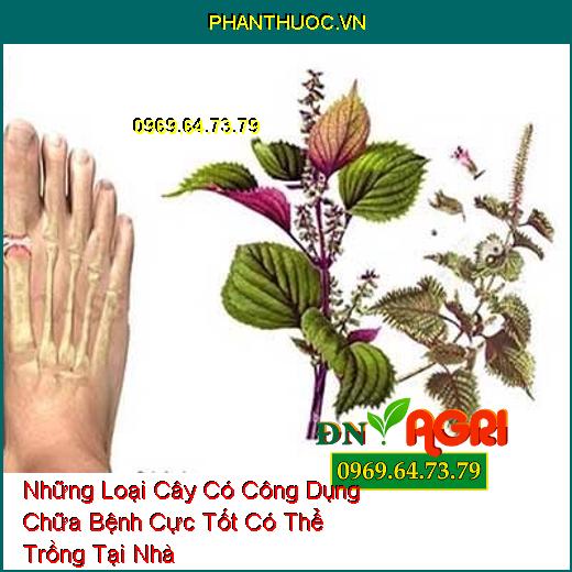 Những Loại Cây Có Công Dụng Chữa Bệnh Cực Tốt Có Thể Trồng Tại Nhà