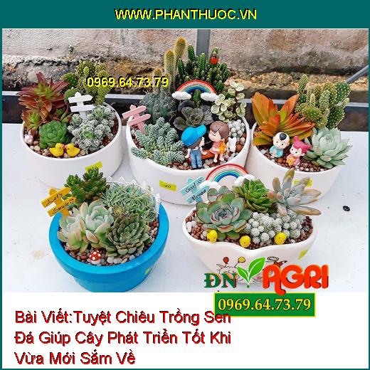 Tuyệt Chiêu Trồng Sen Đá Giúp Cây Phát Triển Tốt Khi Vừa Mới Sắm Về