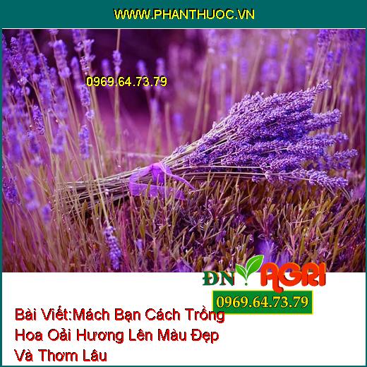 Mách Bạn Cách Trồng Hoa Oải Hương (Lavender) Lên Màu Đẹp Và Thơm Lâu