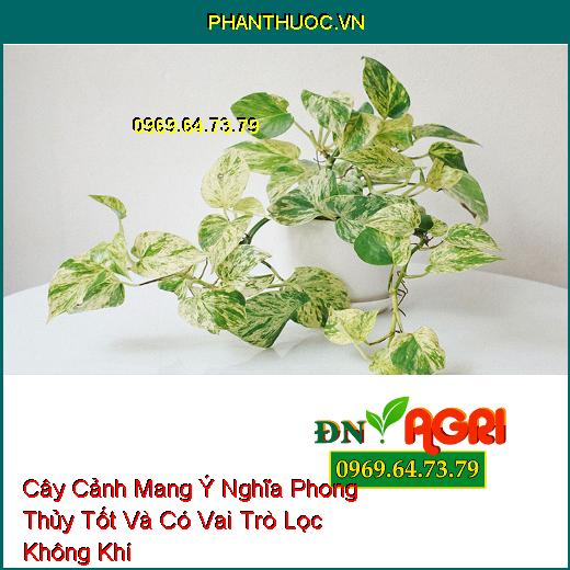 Cây Cảnh Mang Ý Nghĩa Phong Thủy Tốt Và Có Vai Trò Lọc Không Khí