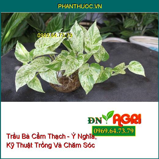 Trầu Bà Cẩm Thạch - Ý Nghĩa, Kỹ Thuật Trồng Và Chăm Sóc 