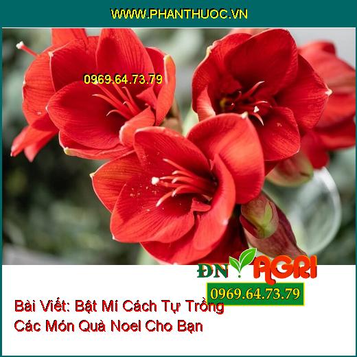 Bật Mí Cách Tự Trồng Các Món Quà Noel Cho Bạn