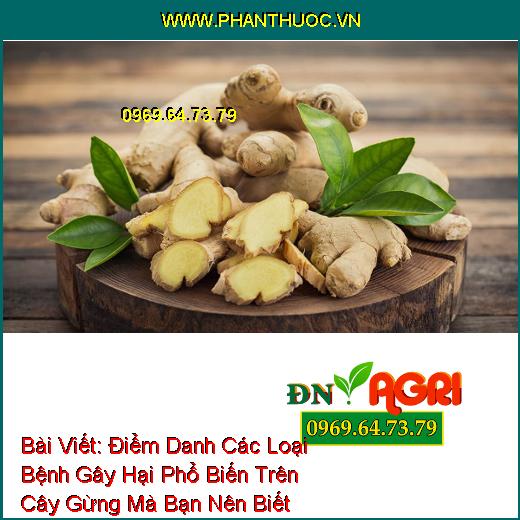 Điểm Danh Các Loại Bệnh Gây Hại Phổ Biến Trên Cây Gừng Mà Bạn Nên Biết