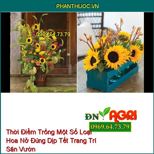 Thời Điểm Trồng Một Số Loại Hoa Nở Đúng Dịp Tết Trang Trí Sân Vườn