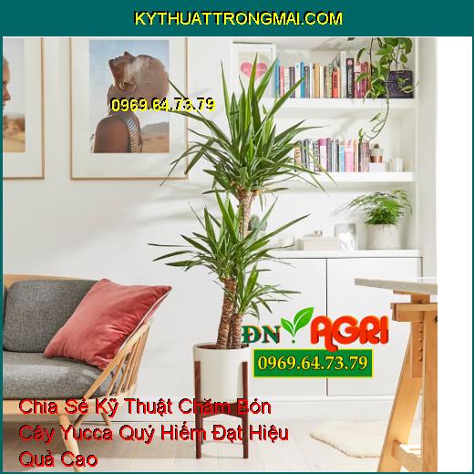 Chia Sẻ Kỹ Thuật Chăm Bón Cây Yucca Quý Hiếm Đạt Hiệu Quả Cao