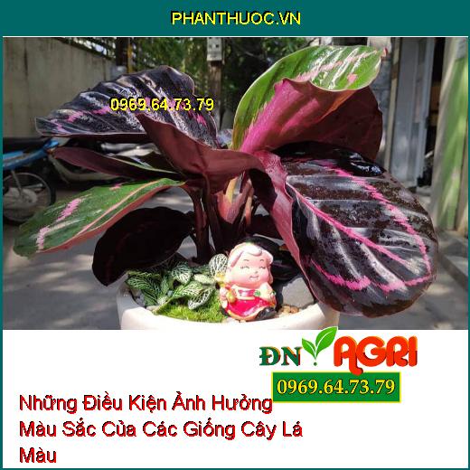 Những Điều Kiện Ảnh Hưởng Màu Sắc Của Các Giống Cây Lá Màu