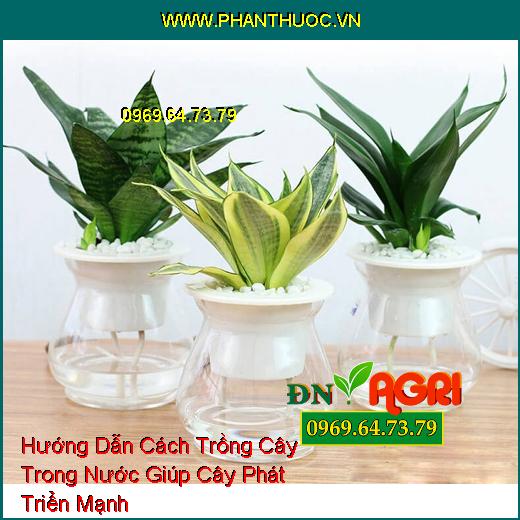 Hướng Dẫn Cách Trồng Cây Trong Nước Giúp Cây Phát Triển Mạnh