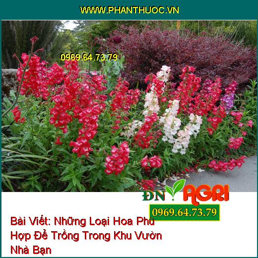 Những Loại Hoa Phù Hợp Để Trồng Giúp Khu Vườn Nhỏ Của Bạn Trở Nên Lung Linh Hơn