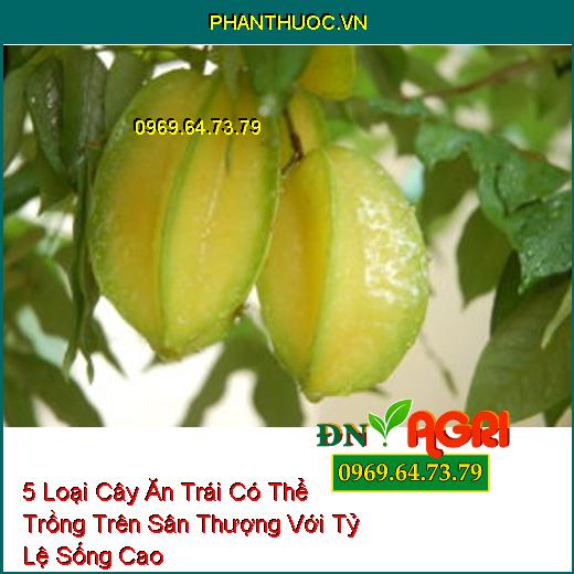 5 Loại Cây Ăn Trái Có Thể Trồng Trên Sân Thượng Với Tỷ Lệ Sống Cao