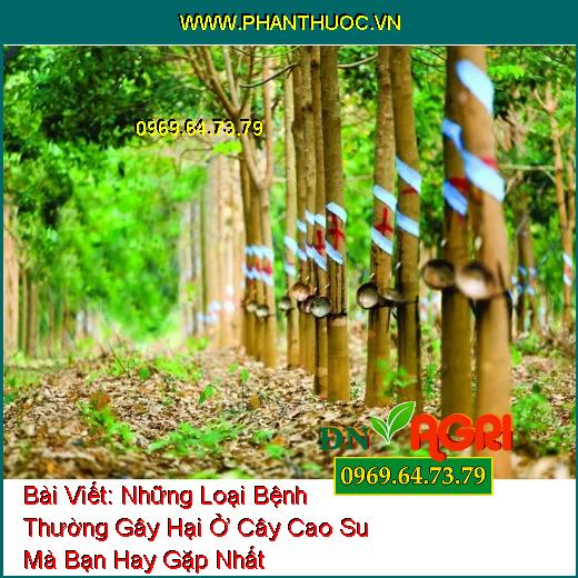 Những Loại Bệnh Thường Gây Hại Ở Cây Cao Su Mà Bạn Hay Gặp Nhất