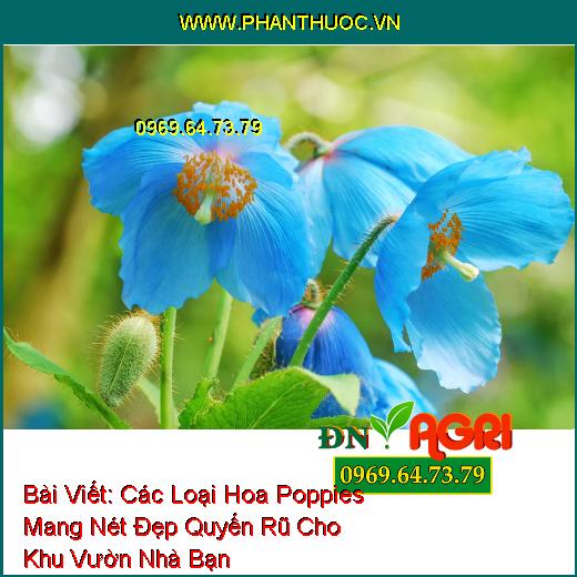 Các Loại Hoa Poppies Mang Nét Đẹp Quyến Rũ Cho Khu Vườn Nhà Bạn