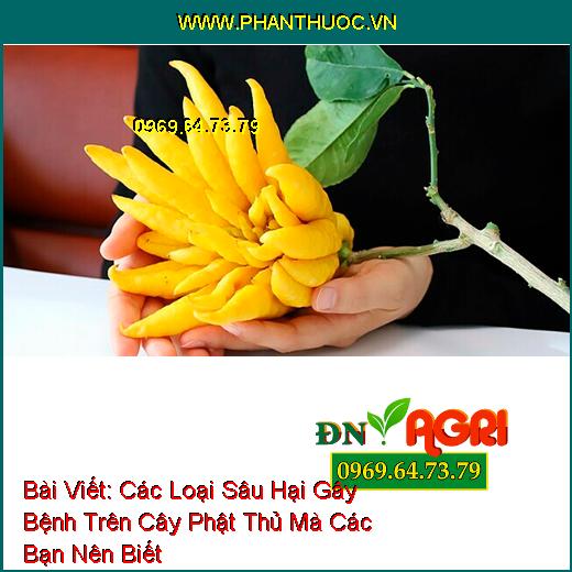 Các Loại Sâu Hại Gây Bệnh Trên Cây Phật Thủ Mà Các Bạn Nên Biết